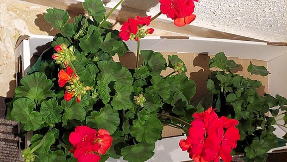 Blumengeschenk.jpg  